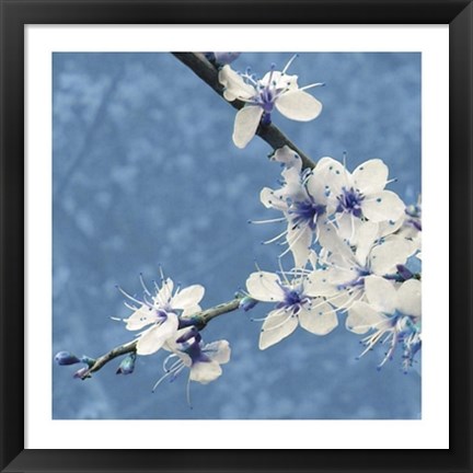 Framed Blossom in Blue Print