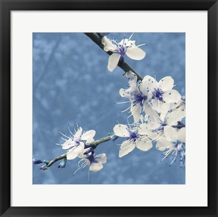 Framed Blossom in Blue Print