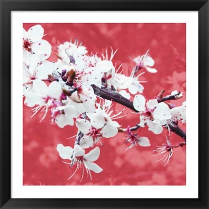 Framed Blossom in Pink Print