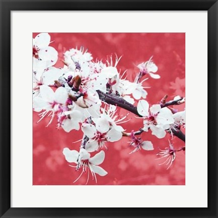 Framed Blossom in Pink Print