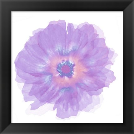 Framed Fleur Violette Print