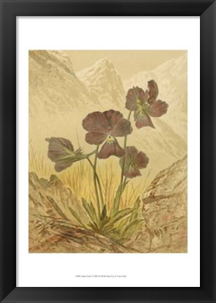 Framed Alpine Florals I Print