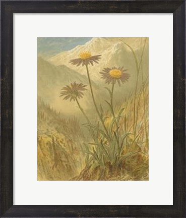 Framed Alpine Florals III Print