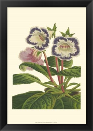 Framed Gloxinia Garden I Print