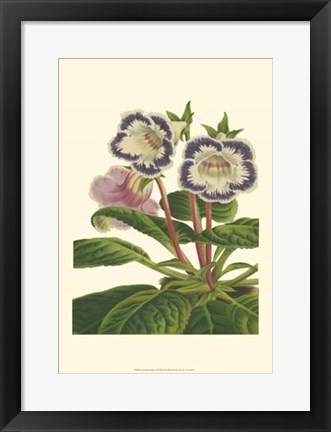 Framed Gloxinia Garden I Print