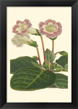 Framed Gloxinia Garden II Print