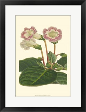 Framed Gloxinia Garden II Print