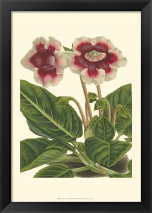 Framed Gloxinia Garden III Print