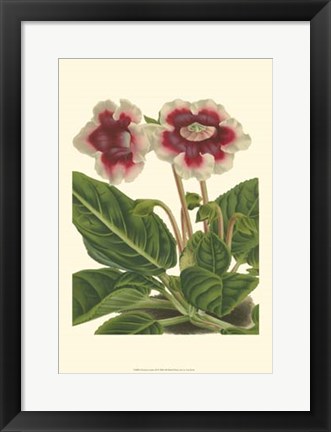 Framed Gloxinia Garden III Print