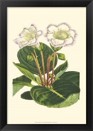 Framed Gloxinia Garden IV Print