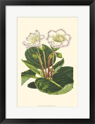 Framed Gloxinia Garden IV Print