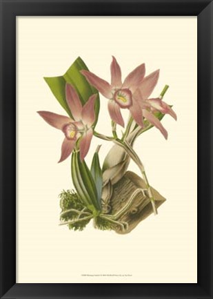 Framed Blushing Orchids I Print