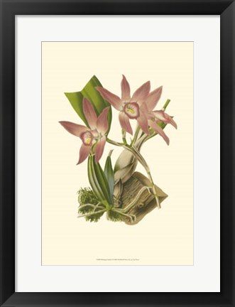 Framed Blushing Orchids I Print