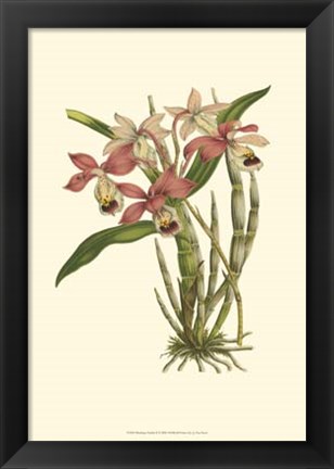 Framed Blushing Orchids II Print