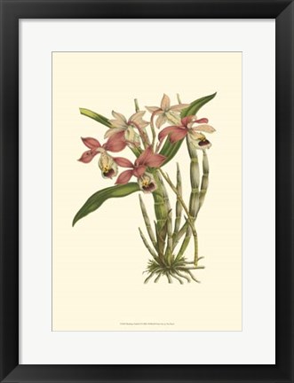 Framed Blushing Orchids II Print