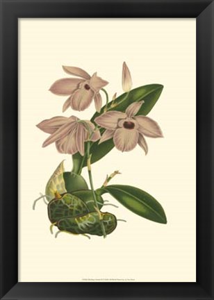 Framed Blushing Orchids III Print