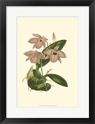 Framed Blushing Orchids III Print