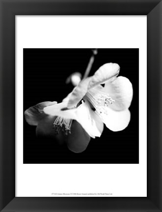 Framed Quince Blossoms I Print