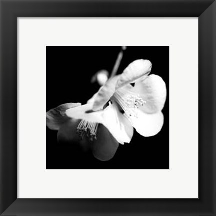 Framed Quince Blossoms I Print