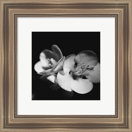 Framed Quince Blossoms IV Print