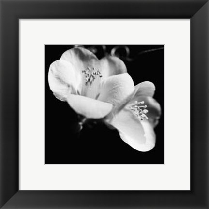 Framed Quince Blossoms VI Print