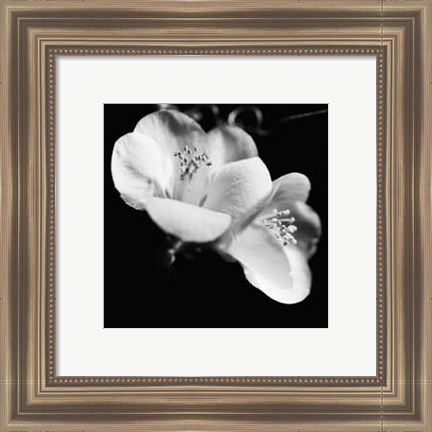 Framed Quince Blossoms VI Print