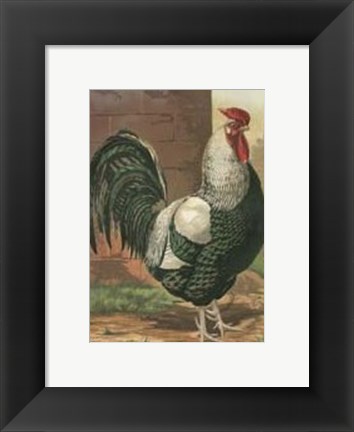 Framed Cassell&#39;s Roosters with Mat IV Print