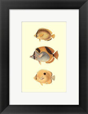 Framed Antique Tropical Fish I Print