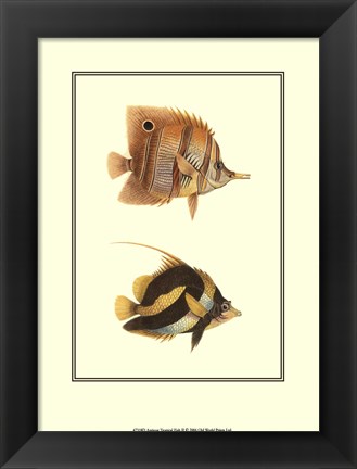 Framed Antique Tropical Fish II Print