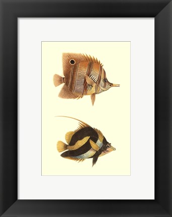 Framed Antique Tropical Fish II Print