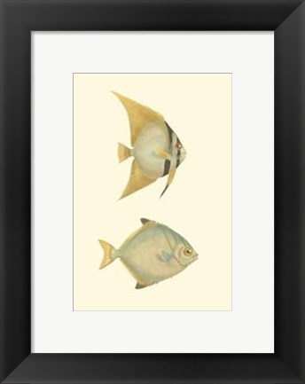 Framed Antique Tropical Fish III Print