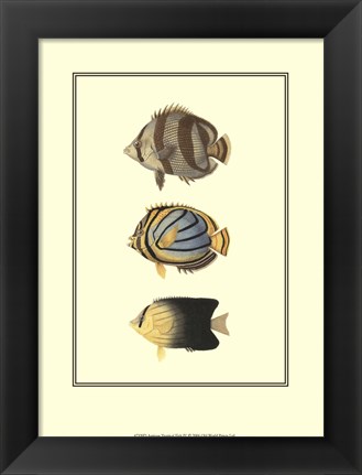 Framed Antique Tropical Fish IV Print