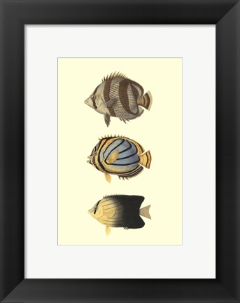 Framed Antique Tropical Fish IV Print