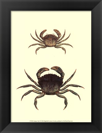 Framed Antique Crab I Print