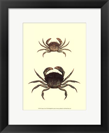 Framed Antique Crab I Print