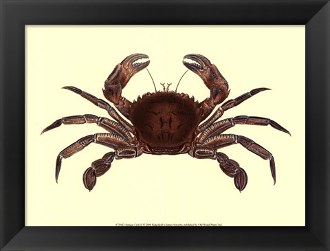 Framed Antique Crab II Print