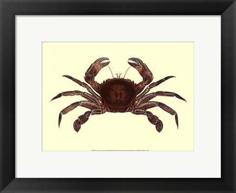 Framed Antique Crab II Print