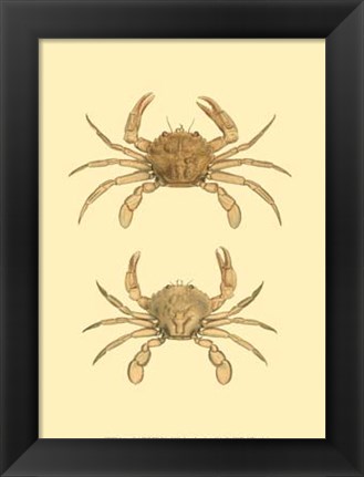 Framed Antique Crab III Print