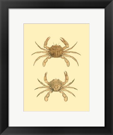 Framed Antique Crab III Print