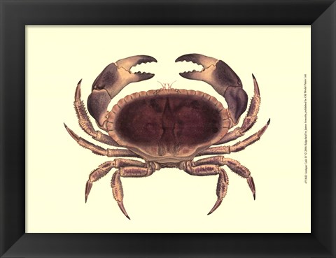 Framed Antique Crab IV Print