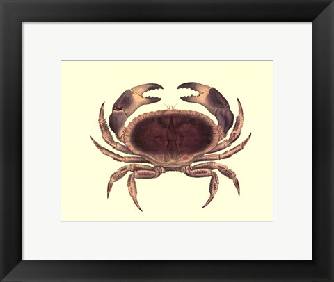 Framed Antique Crab IV Print