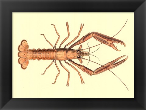 Framed Antique Lobster I Print