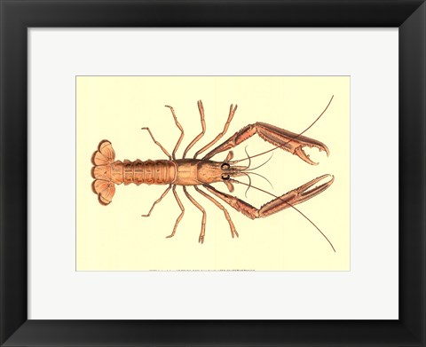 Framed Antique Lobster I Print