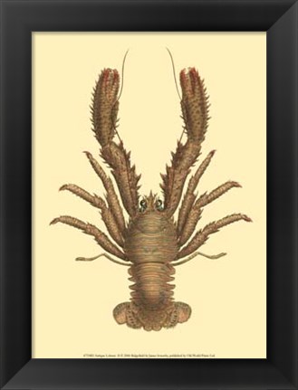 Framed Antique Lobster II Print