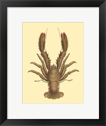 Framed Antique Lobster II Print