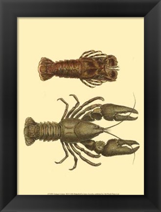 Framed Antique Lobster III Print