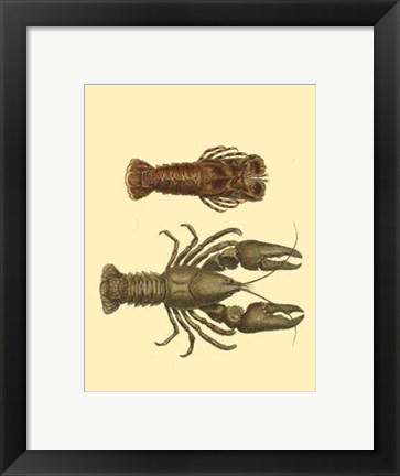 Framed Antique Lobster III Print