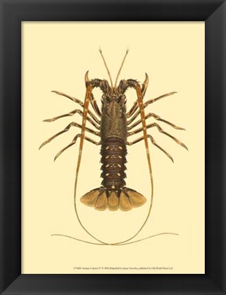 Framed Antique Lobster IV Print