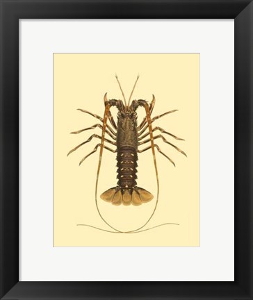 Framed Antique Lobster IV Print