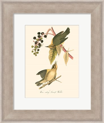 Framed Audubon&#39;s Warbler Print